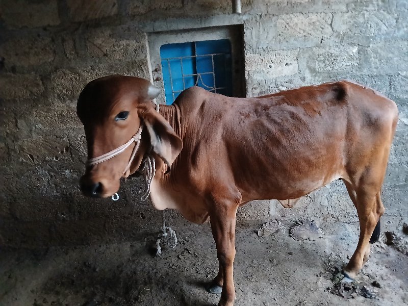 વાછડી. વેચવા. ન...