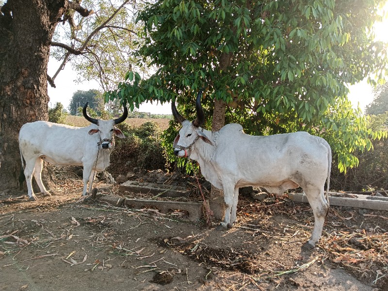 બળદ વેચવાના છે