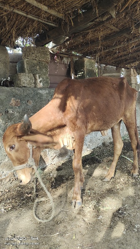 ગીર ગાય ની હોડક...