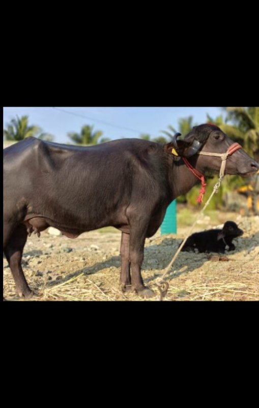 પેલું વેધર