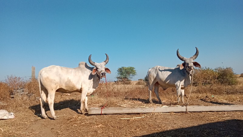 બળદ વેચવા છે