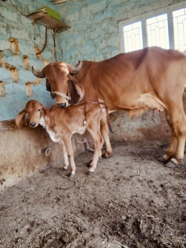 ગીર ગાય વેસવિ છ...