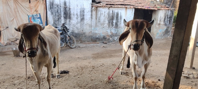 બળદ વેચવાના છે