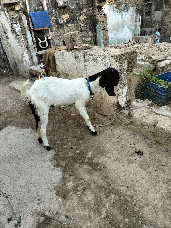 Bakri