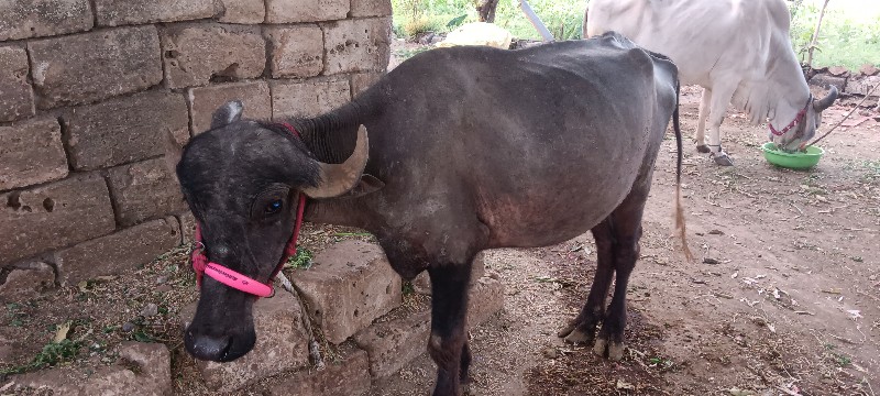 ત્રણ વર્ષની ખડે...