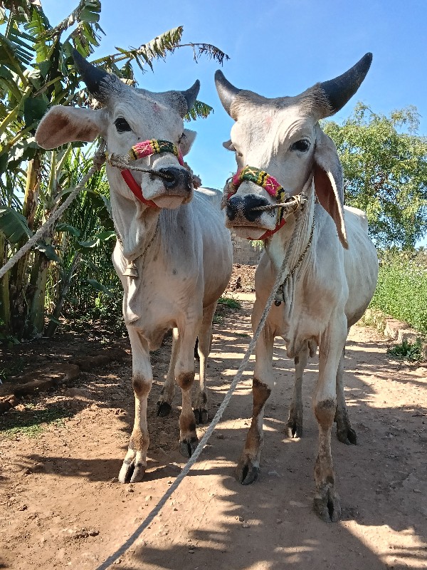 ગોધલા