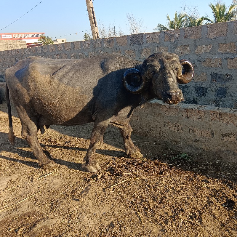 સોથુ વેતર પારૂ...