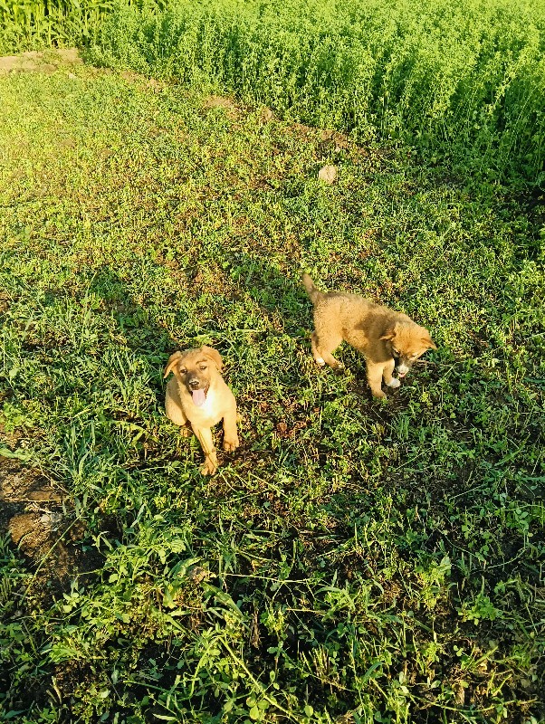 વેસવાના