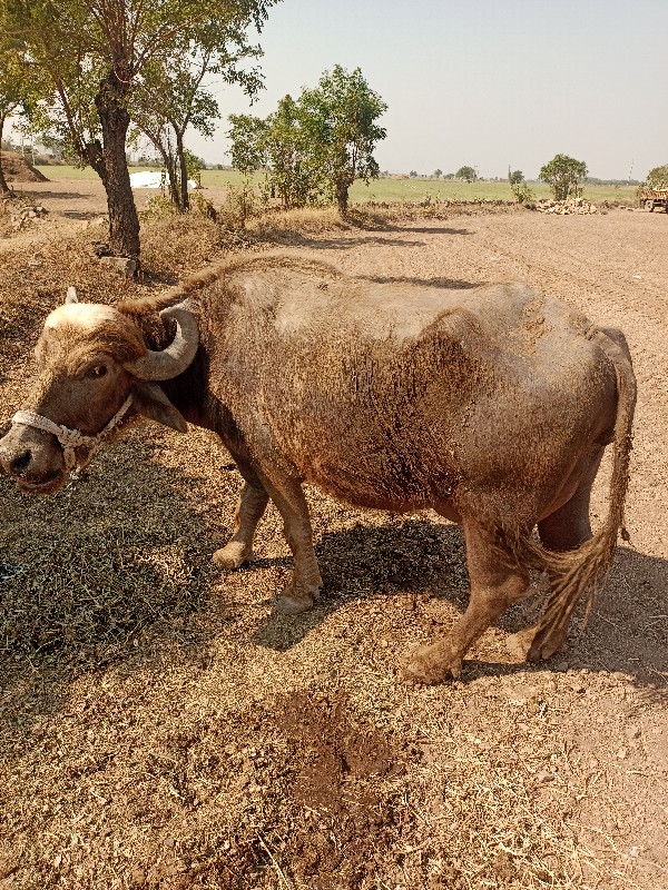 ભેંસ