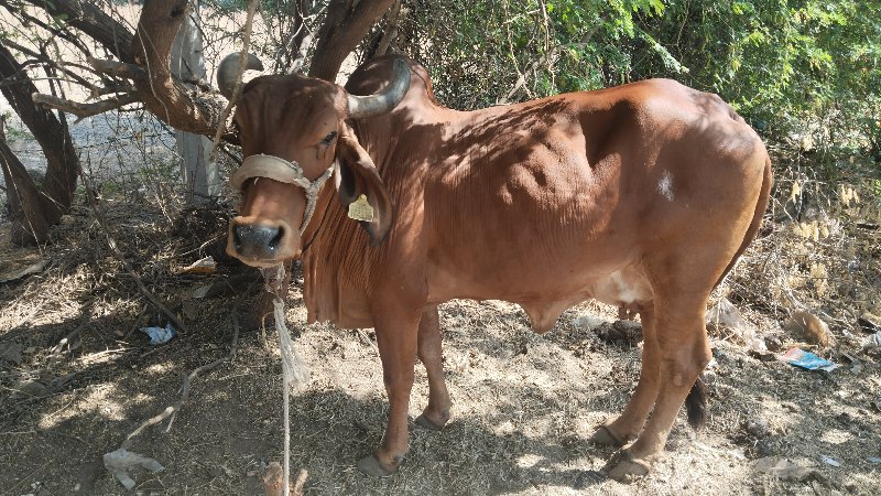 ગાય‌ વેચવાની છે...