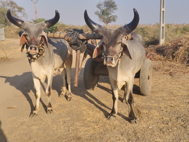 બળદ વેચવાના છે