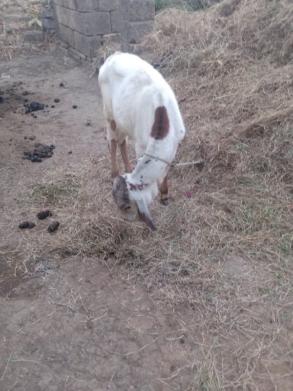 વાસળી વેચવાની છ...