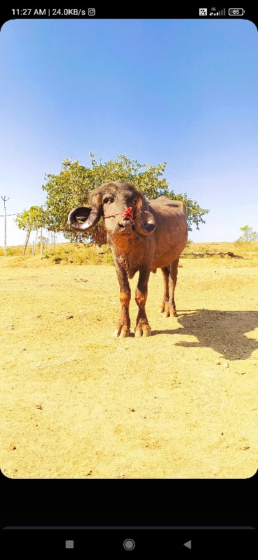 દાવ પાડો. ૫ વર્...