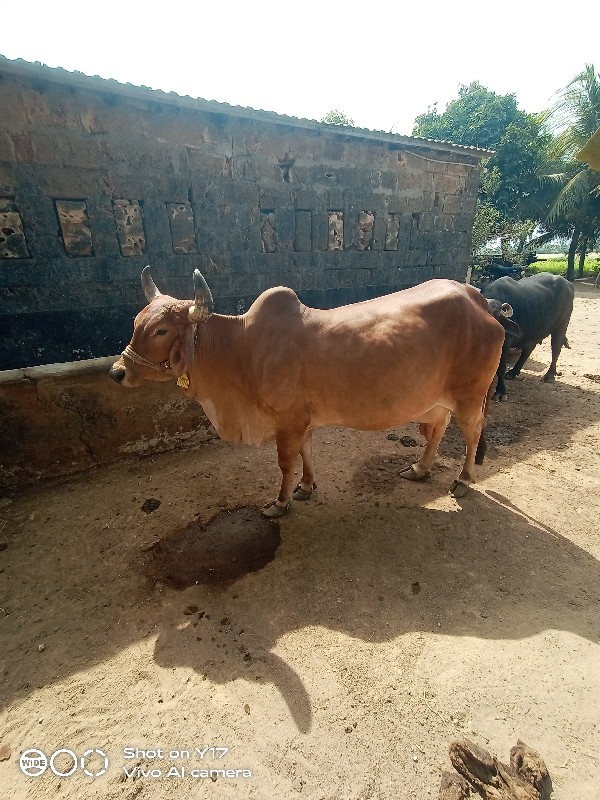 ગાય વેસવાની છે