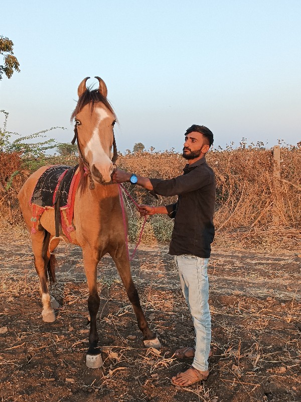 કાઠીયાવાડી ઘોડી