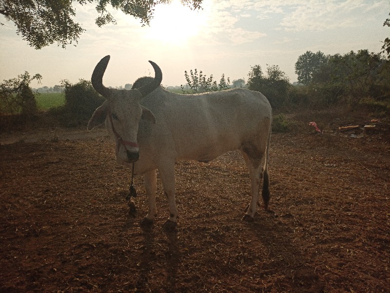 બળદ વેચ વાનો છે