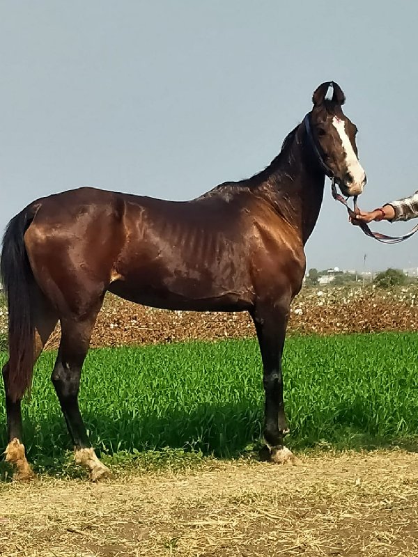 આ ધોડી નુ સાટુ...