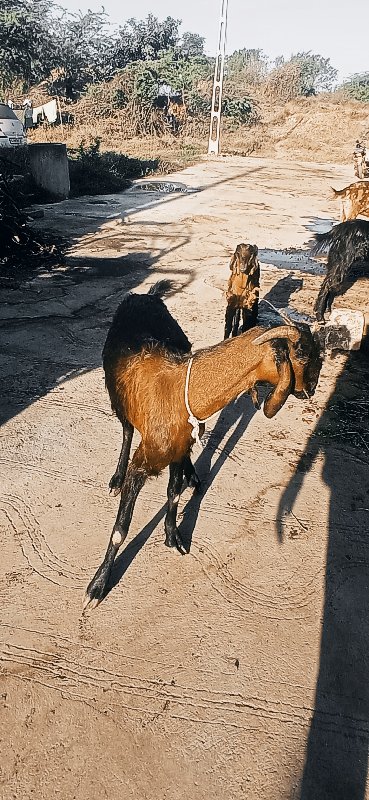 બહુ સારા છે એમા...