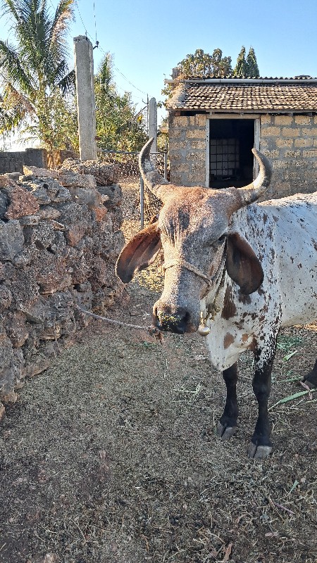 ક્રોસ જર્સી ગાય...