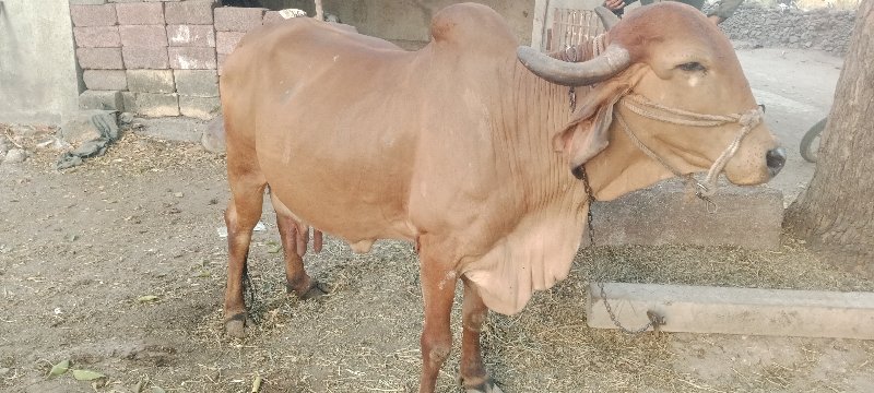 desi cow