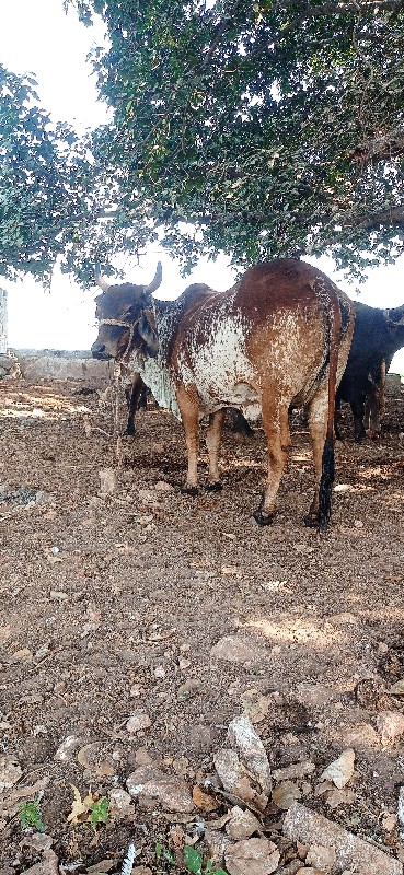 ગાય વેચવાની છે...