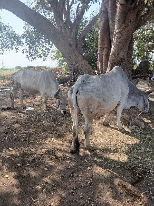 બળદ વેચવાના છે.