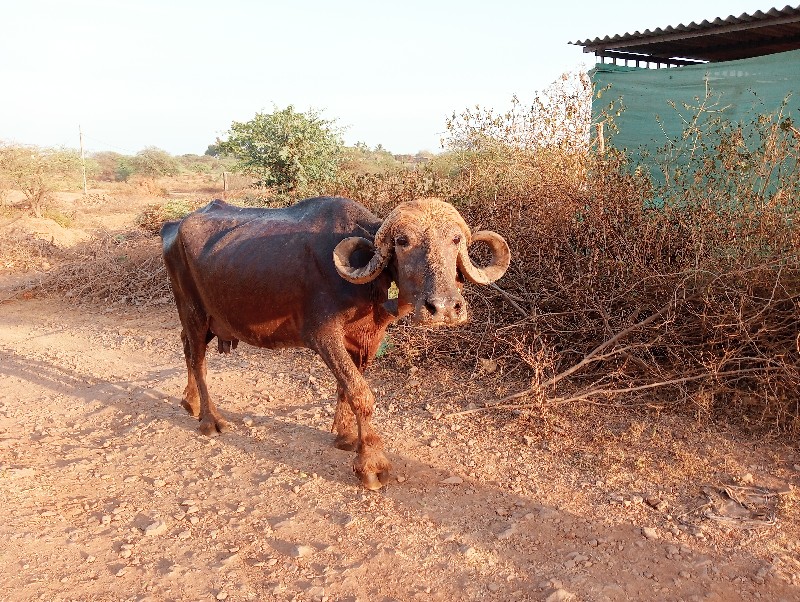 બે ભેંસો વેચવાન...