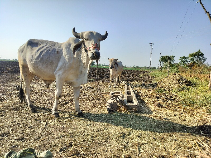 ગોઢલા વેચવાના છ...