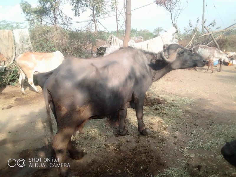 ચાર ભેસુ વેચવા...