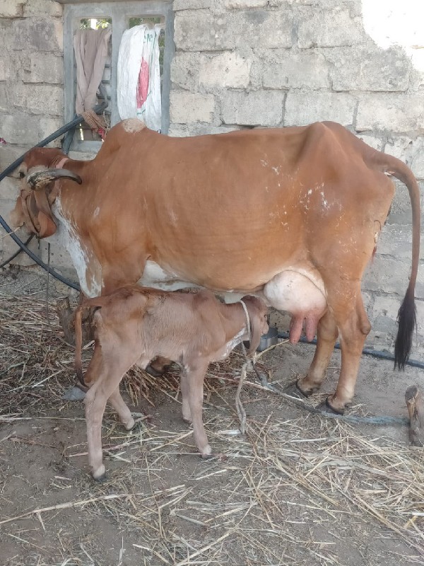 ગાય બેસવાની સે