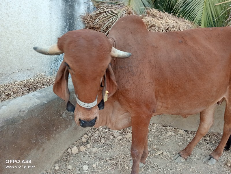 ગાય વેચવાની છે