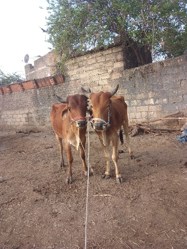 ગોદલા વેચવાના છ...