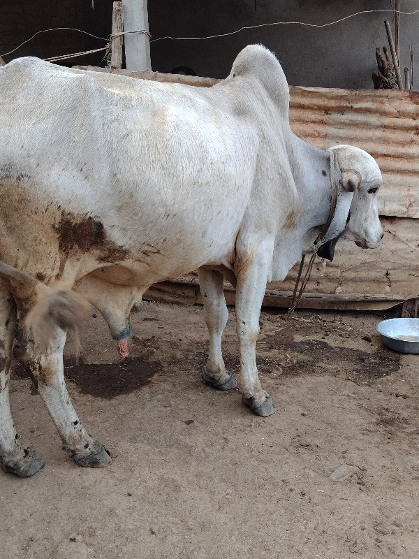 ગીર ખુટ આપવા નો...