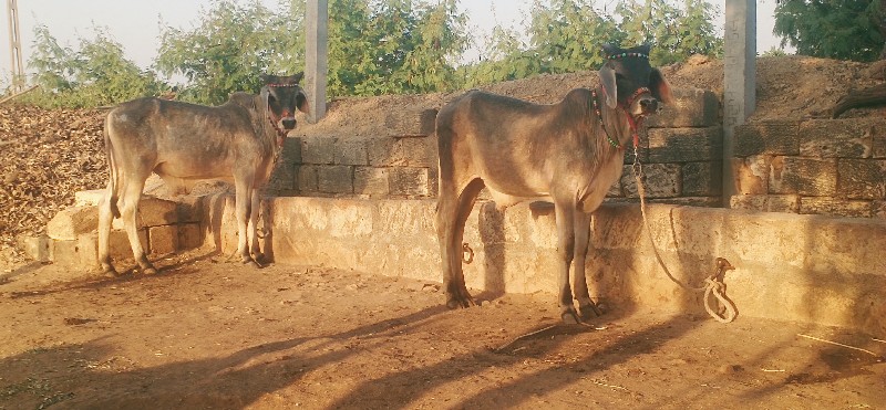 ગોઢલા વેસવાના છ...