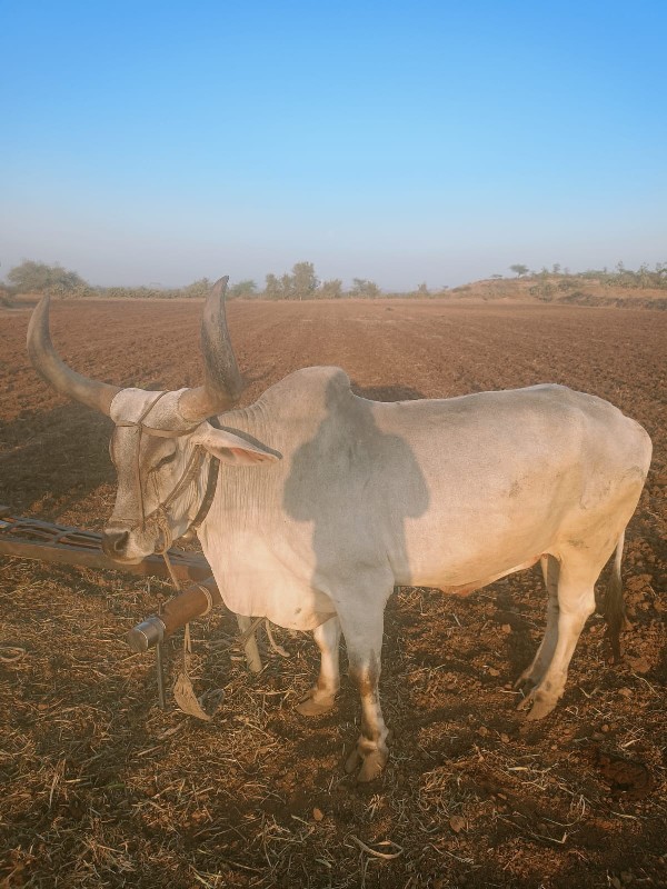 ત્રીજી ધરનો બળદ