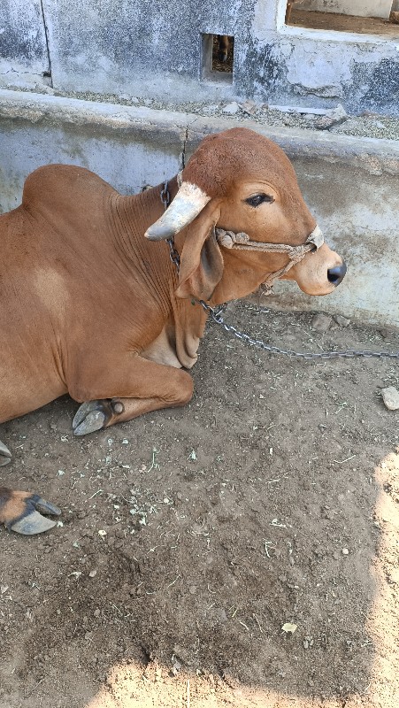 પ્યોર ગીર ગાય વ...