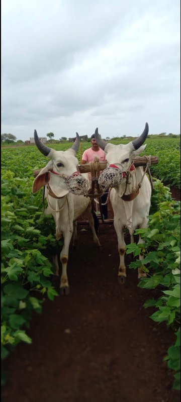 ગોધલા વેચવાના છ...