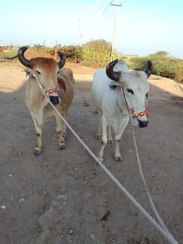 એક વાવણી કરેલ છ...