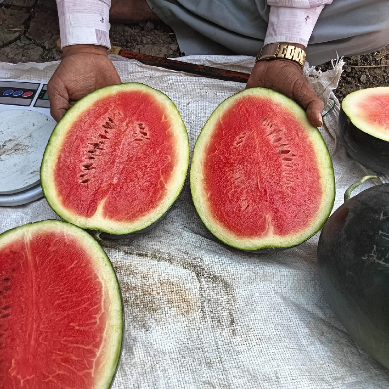 તરબૂચ 🍉