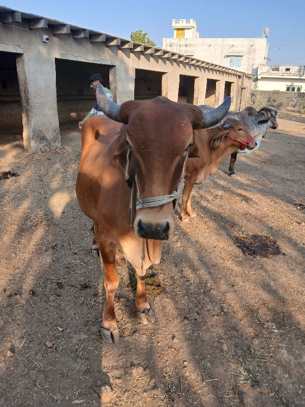 ગાય