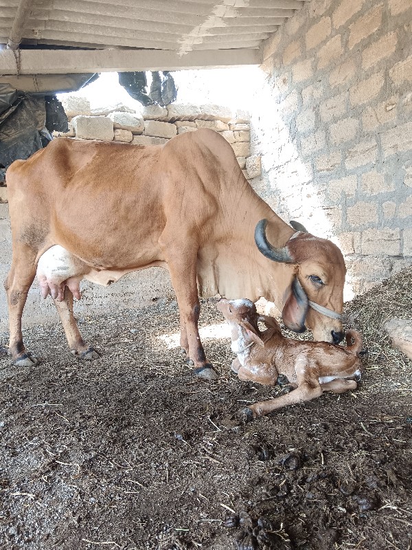 વેચવાની છે