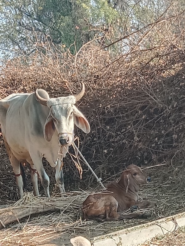 ગાય 🐄