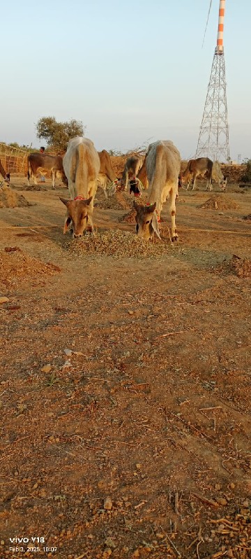 ગોઢલા વેચવાના છ...