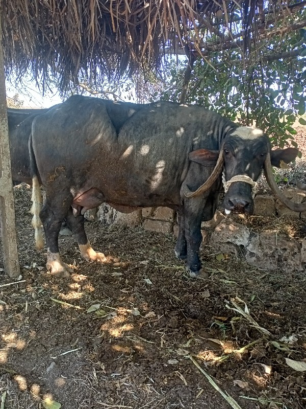 ગોપાલભાઇ કોદાવલ...