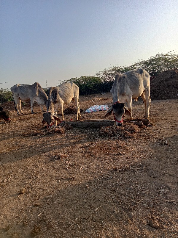 ગોદલા વેચવાના છ...