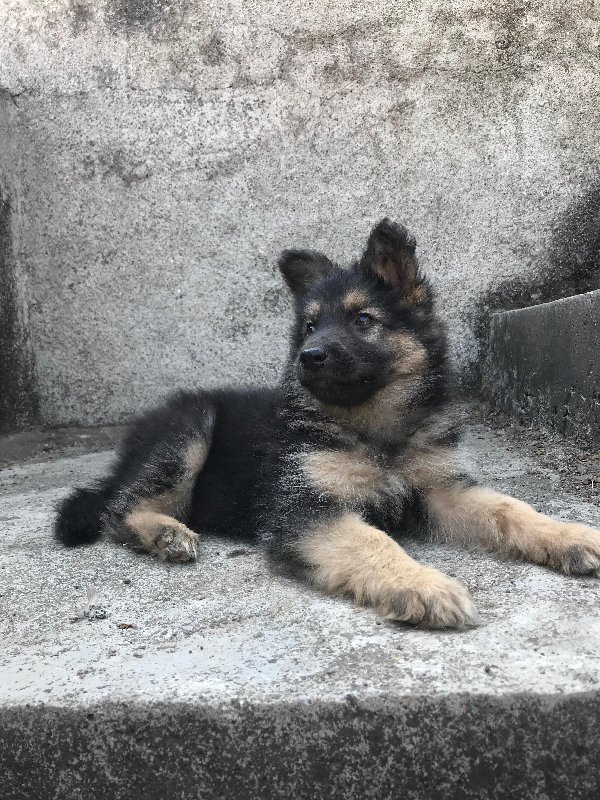 German Shepherd