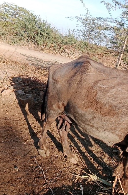 ટોટલ જવાબદારી