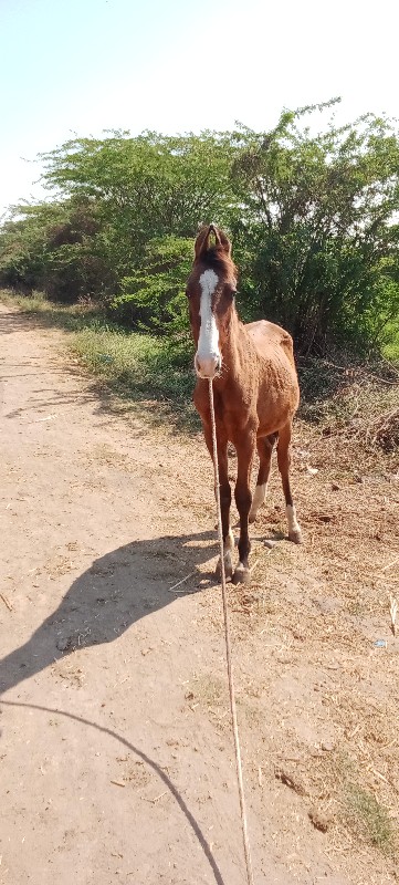 વશેરો વેચવાનો છ...