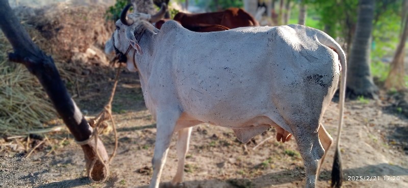 દેશી ગાય વેચવાન...