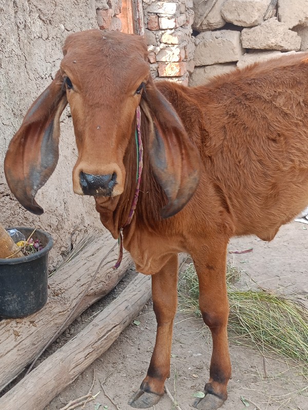 ગીર વાંસળી વેચવ...